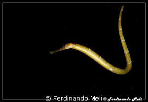 A beautiful seaweed fish. by Ferdinando Meli 
